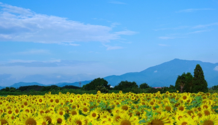 座間市の有名なひまわり畑