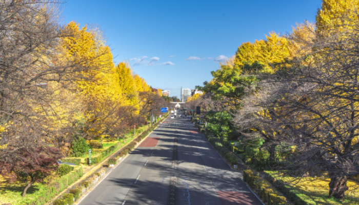 国立市の銀杏並木