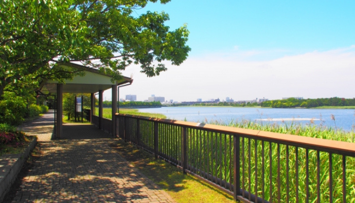 習志野の夏の谷津干潟